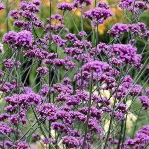 Verbena Lollipop