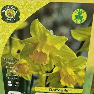 Daffodil Karenza 3kg