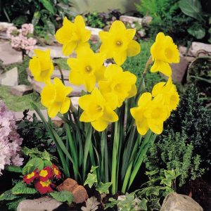Daffodil Golden Harvest 3kg