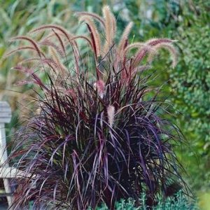 PENNISETUM A. RUBRUM