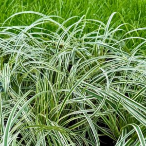 CAREX FEATHER FALLS