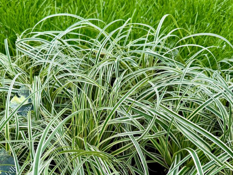 CAREX FEATHER FALLS