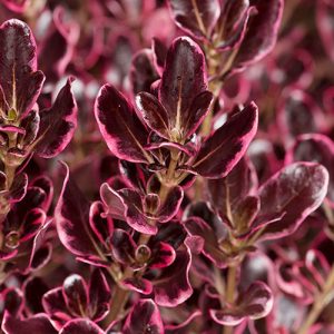 COPROSMA ECLIPSE