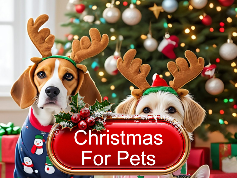Christmas-for-pets-Navan-beechmount