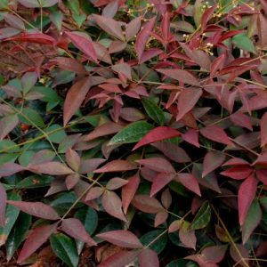 Nandina Domestica Flirt 2ltr