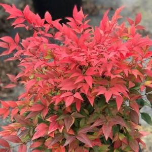 NANDINA DOMESTICA GULFSTREAM