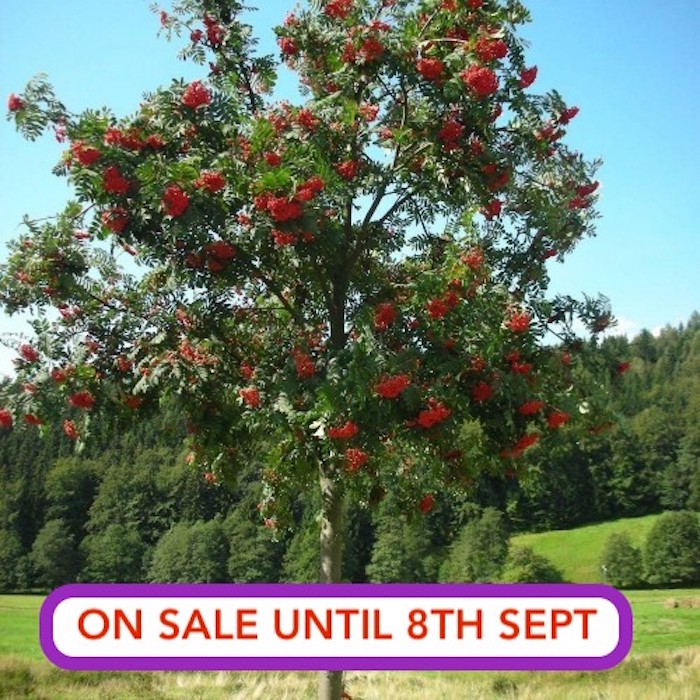 sorbus-aucuparia for sale at Beechmount Garden Centre