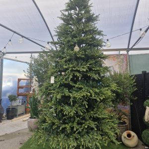 Tankardstown Prelit 12ft Tree