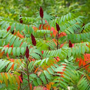 Rhus Typhina 10ltr
